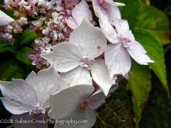 Hydrangea serrata ‘Blue Deckle’