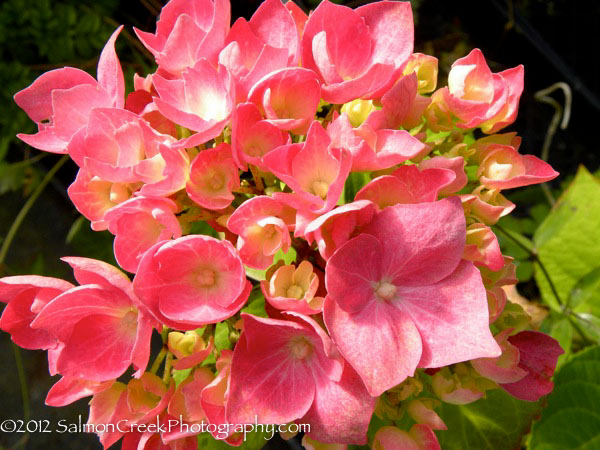 Hydrangea macrophylla Enziandom