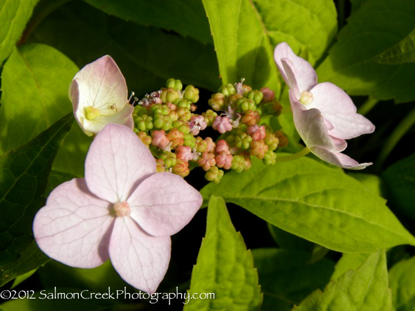 Hydrangea serrata Miranda