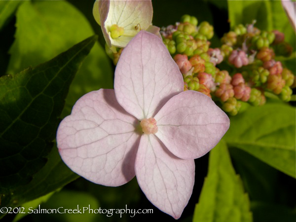 Hydrangea serrata Miranda