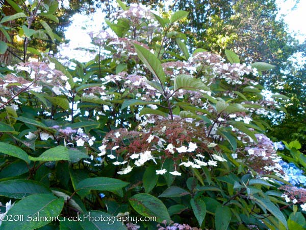 Hydrangea aspera ‘Rocklon’