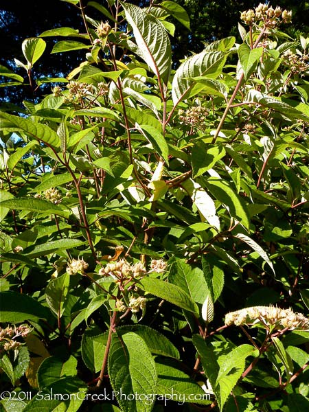 Hydrangea aspera Rocklon