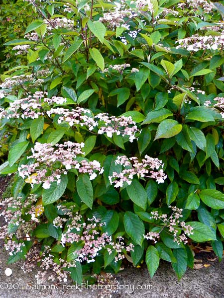 Hydrangea aspera Rocklon