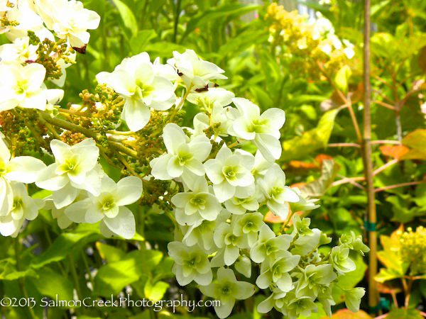 Hydrangea quercifolia ‘Snowflake’