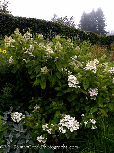 Hydrangea paniculata ‘Unique’