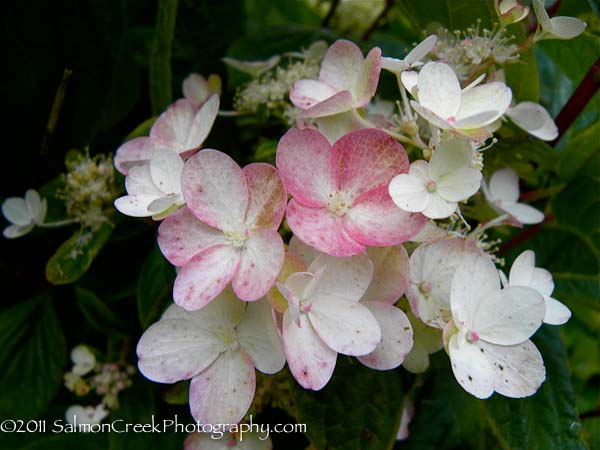 Hydrangea paniculata Unique