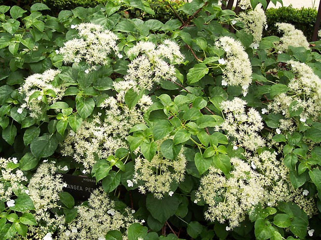 Hydrangea anomala ssp petiolaris