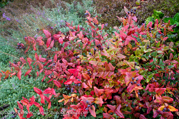 Hypericum androsaemum