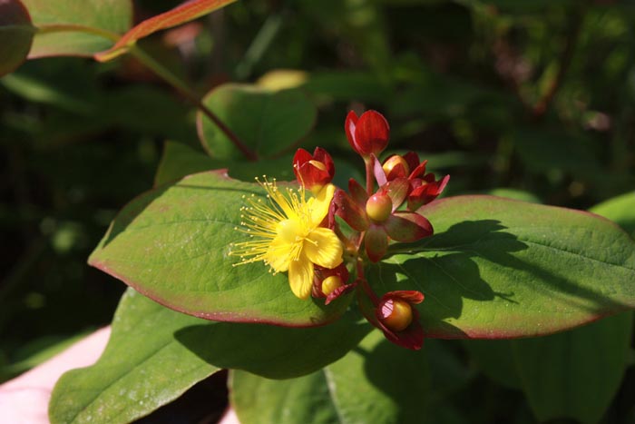 Hypericum androsaemum