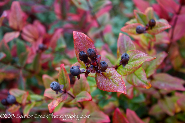 Hypericum androsaemum