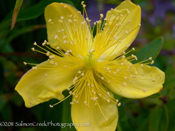 Hypericum kouytchense