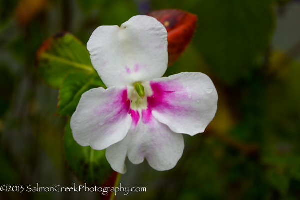 Impatiens sodenii ‘Flash’