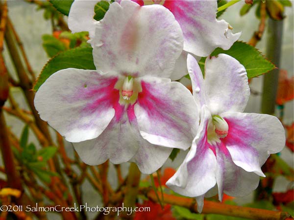 Impatiens sodenii ‘Flash’