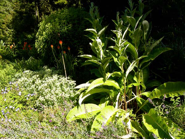 Inula magnifica