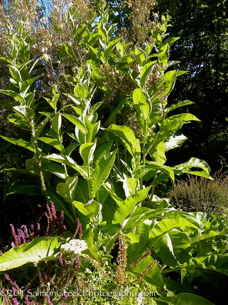 Inula magnifica