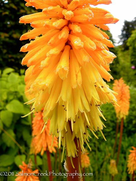 Kniphofia Bees Sunset