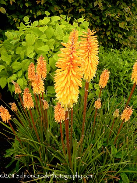 Kniphofia Bees Sunset