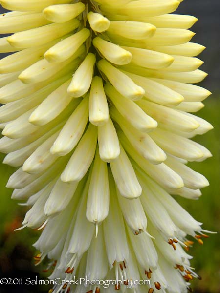 Kniphofia Ice Queen