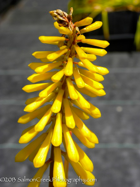 Kniphofia ‘Minister Verschuur’