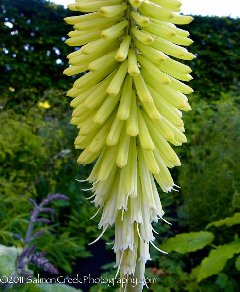 Kniphofia Percys Pride