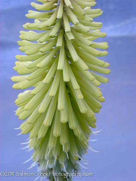 Kniphofia Percys Pride