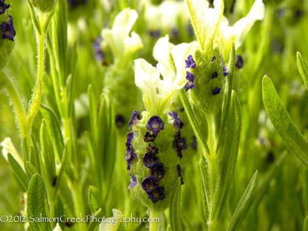 Lavandula stoechas Ivory Crown