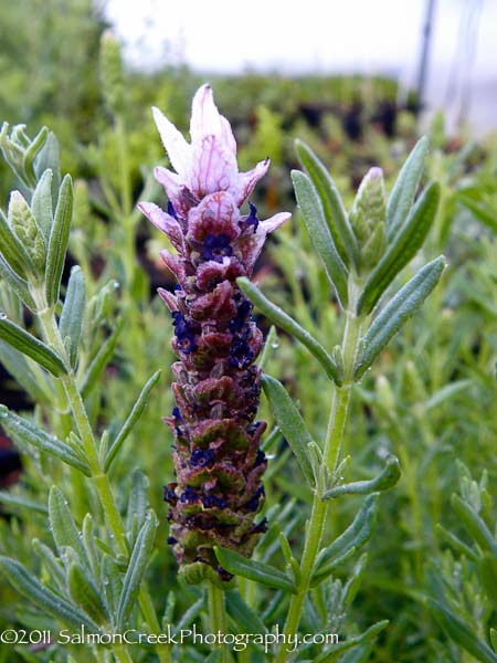 Lavandula stoechas ‘Tickled Pink’