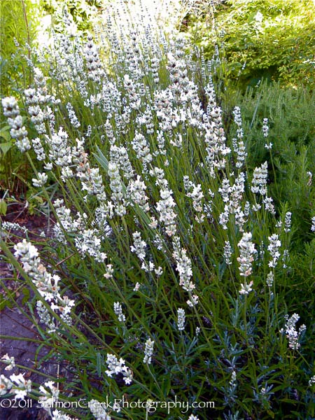 Lavandula intermedia White Spikes