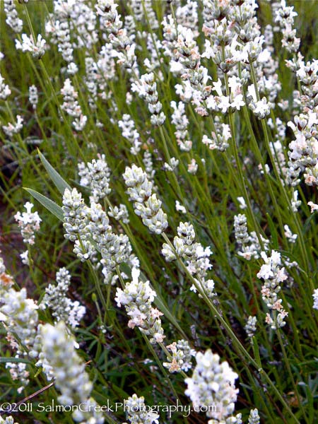 Lavandula intermedia White Spikes