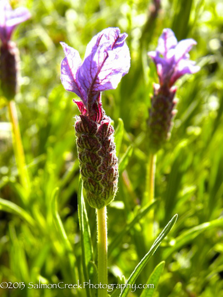 Lavandula stoechas Willow Vale