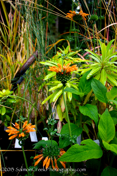 Leonotis menthifolia Savannah Sunset