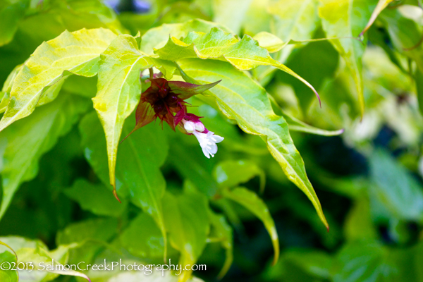 Leycesteria formosa ‘Golden Lanterns’