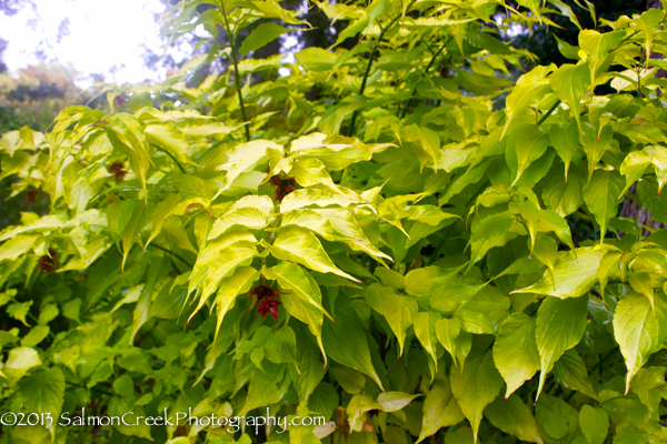 Leycesteria formosa ‘Golden Lanterns’