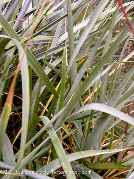 Leymus condensatus ‘Canyon Prince’