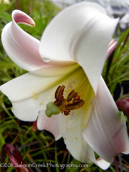 Lilium formosanum