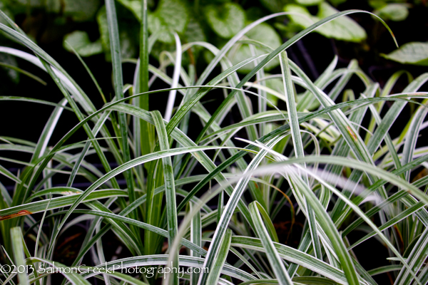 Liriope spicata Silver Dragon