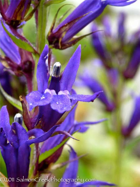 Lobelia Grape Knee-Hi