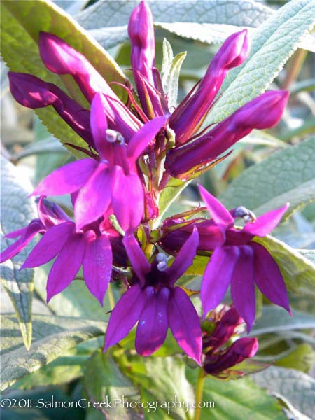 Lobelia ‘La Fresco’