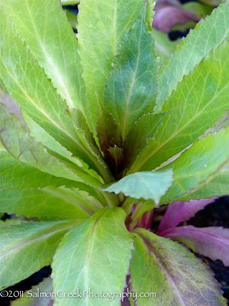 Lobelia La Fresco