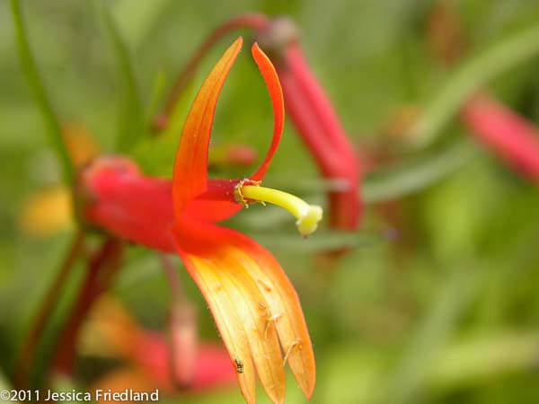 Lobelia laxiflora