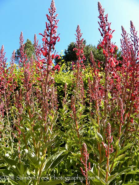 Lobelia tupa