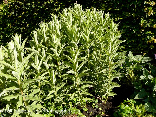 Lobelia tupa