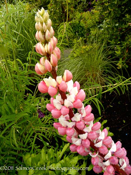 Lupinus ‘Noble Maiden’