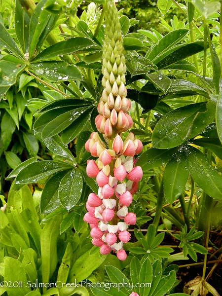 Lupinus ‘Noble Maiden’