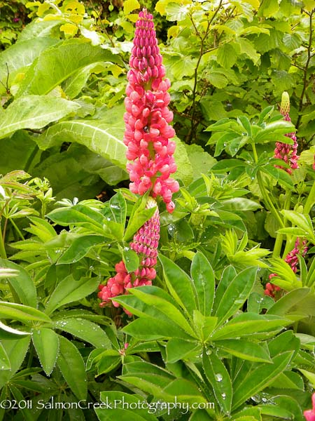 Lupinus The Pages