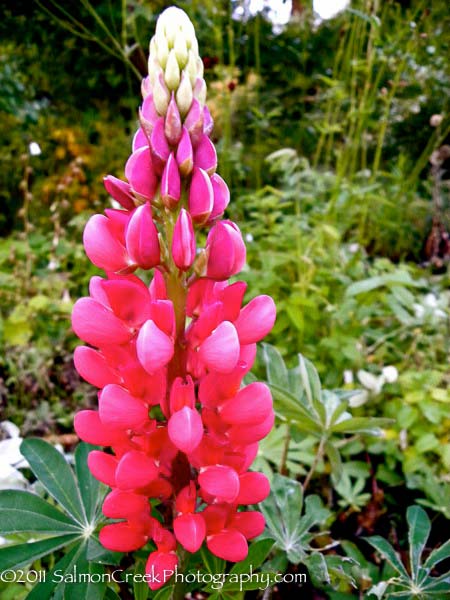 Lupinus The Pages