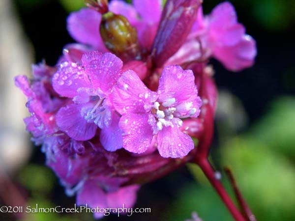 Lychnis viscaria Feuer