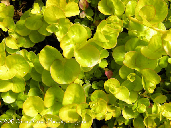 Lysimachia nummularia ‘Aurea’