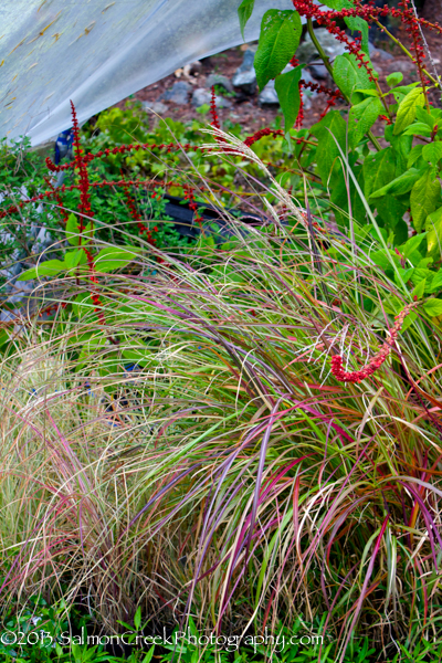 Miscanthus sinensis Kleine Fontaine