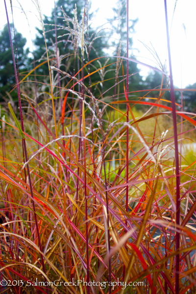 Miscanthus sinensis ‘Positano’